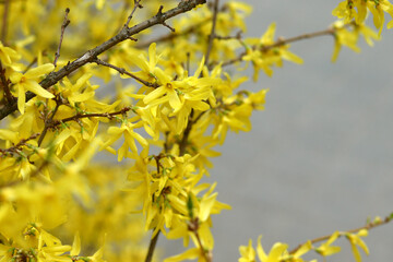 Beautiful flowers bloom on a sunny spring day