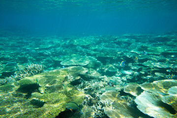 Fototapeta na wymiar Tranquil underwater scene with copy space