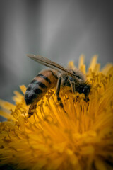 Abeja alimentándose de la flor de diente de león  