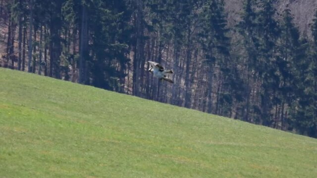 Fischadler&nbsp;(Pandion haliaetus)