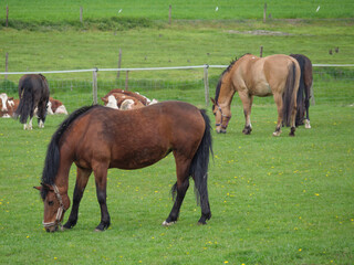 Pferde und Fohlen im M&uuml;nsterland