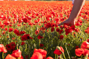 Man hand touching poppy flowers