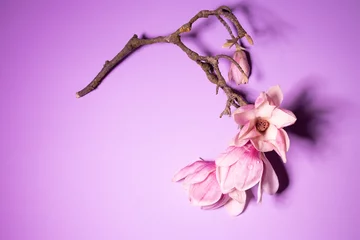 Gardinen Flowering branch of pink magnolia on lilac background © Lisa Bauer