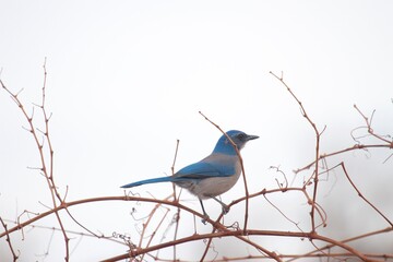 blue bird