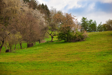 Obraz premium Bäume, Wiese, Weide, Frühling, Blüten