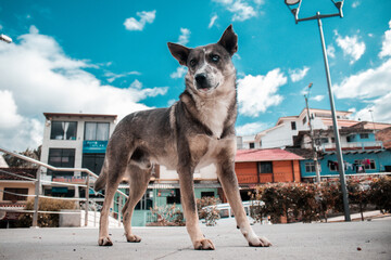 Perro Callejero en Baños Cuenca Ecuador