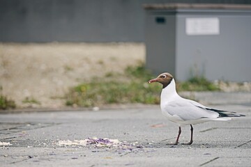  Seagull eating trash on footpath.