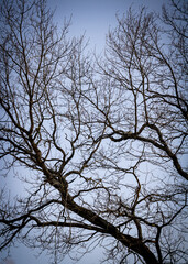 Black tree branches without leaves, ghostly intertwined with each other.