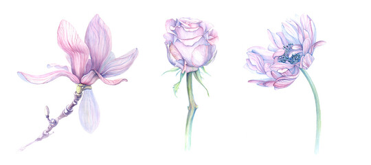 three watercolor images of soft purple flowers of magnolia, rose, chrysanthemum
