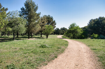 Camino de tierra serpenteante entre pinos y otros árboles verdes durante la primavera