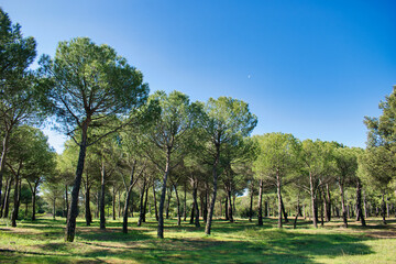 Denso pinar de jóvenes pinos con suelo de hierba verde durante la primavera, provincia de Valladolid, España © David Andres