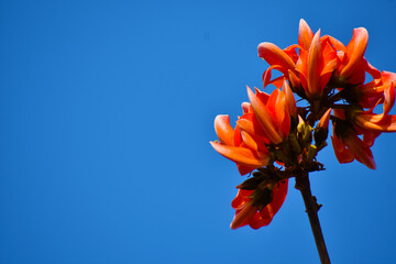 red flower against blue sky