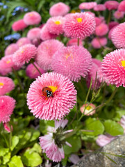 Ladybug sits on vibrant pink flower