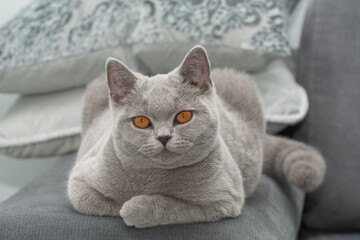 Portrait of a beautiful light gray young British Shorthair cat with expressive orange eyes, which lies on a gray sofa and looks at the camera.