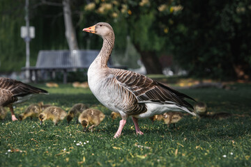  Greylag goose family with their freshly hatched chicks .
