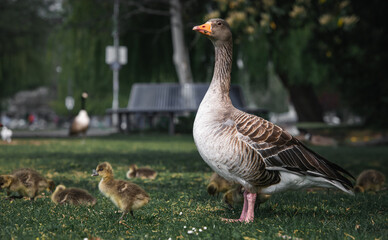  Greylag goose family with their freshly hatched chicks .
