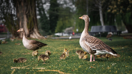  Greylag goose family with their freshly hatched chicks .