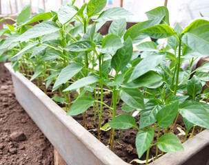 seedlings of bell peppers in a container in a greenhouse. gardening, nature, plants, spring.