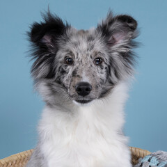 Cute young shetland sheepdog puppy against a blue background