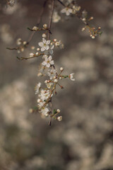 cherry tree flowers on a sunny day in spring