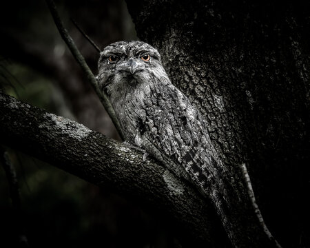Tawny Frogmouth Camouflaged in Tree Fork