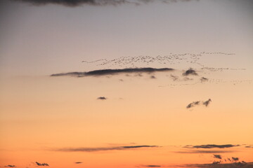 migratory birds fly in V-shape