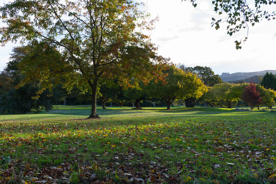 Autumnal trees at Wellington golf course in Heretaunga, New Zealand