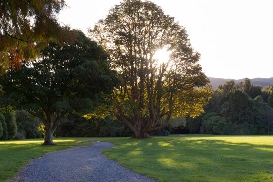Looking down a tree lined path at Trentham Park in Wellington, New Zealand