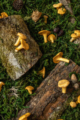 Raw chanterelles mushroom on wood