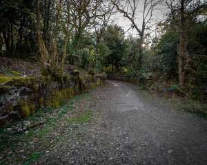 path in the forest