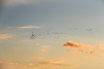 migratory birds fly in V-shape