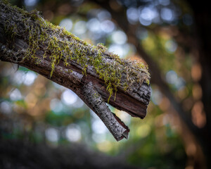 spring tree branch