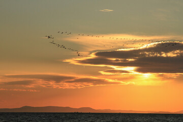 migratory birds fly in V-shape