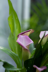 Blossoming light purple calla with green leaves