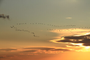 migratory birds fly in V-shape