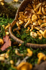 Basket full of chanterelles. Fresh chanterelle mushrooms