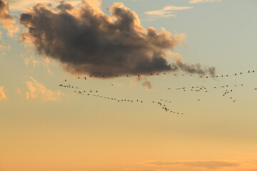 migratory birds fly in V-shape
