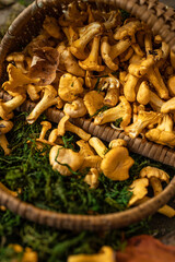 Basket full of chanterelles. Fresh chanterelle mushrooms