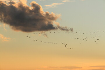 migratory birds fly in V-shape