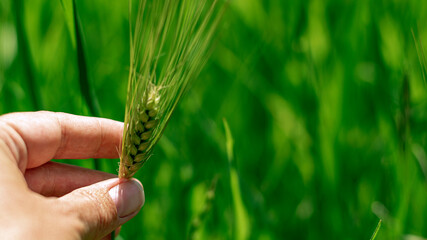 Wheat head in hand, farmer checking new crop quality or illness concept, agricultural background