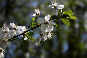 tree branch with blossoming leaves