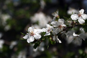tree branch with blossoming leaves