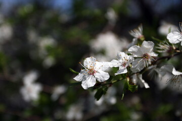 tree branch with blossoming leaves