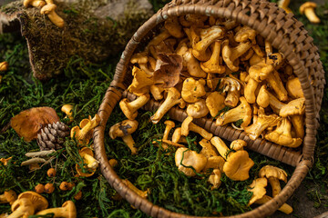 Basket full of chanterelles. Fresh chanterelle mushrooms