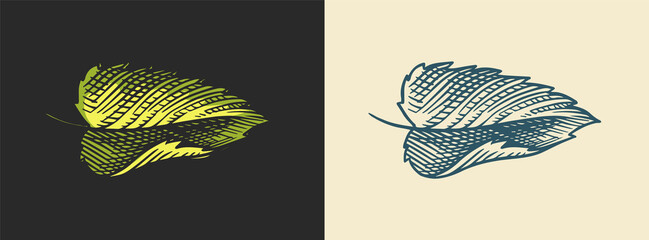 Hops and Barley. Malt Beer. Engraved vintage set. Hand drawn collection. Sketch for web or pub menu. Design elements isolated on white background.