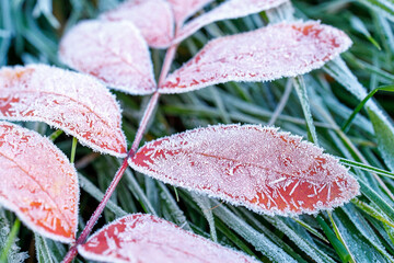 close-up of frost on red leaves of a tree, blurred grass background