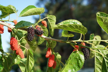 Mulberry fruit and tree. Black ripe and red unripe mulberries tree on the branch. Fresh and Healthy...