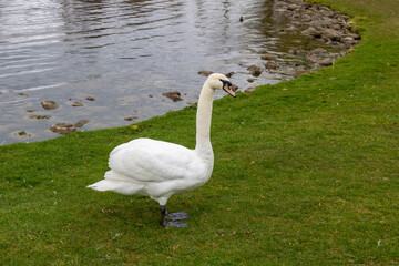 White swan on the lake