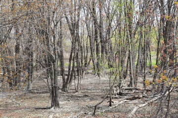 Natural reserve of Yamachiche peninsula
