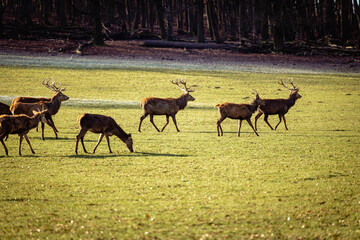 Rehe am Morgen